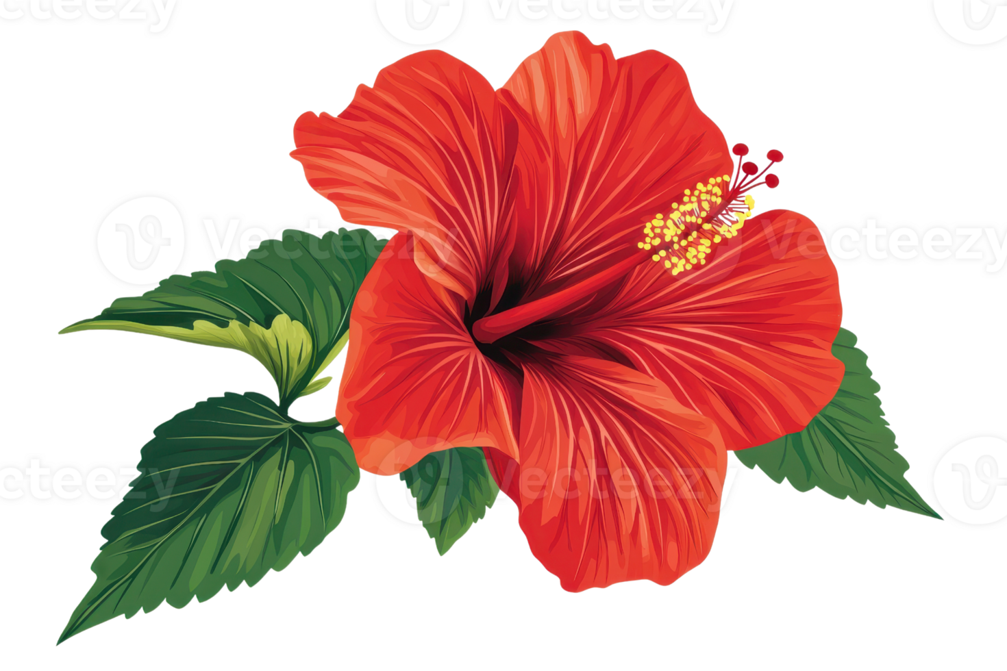 A vibrant red hibiscus flower with lush green leaves, showcasing intricate petal details and a central stamen. png
