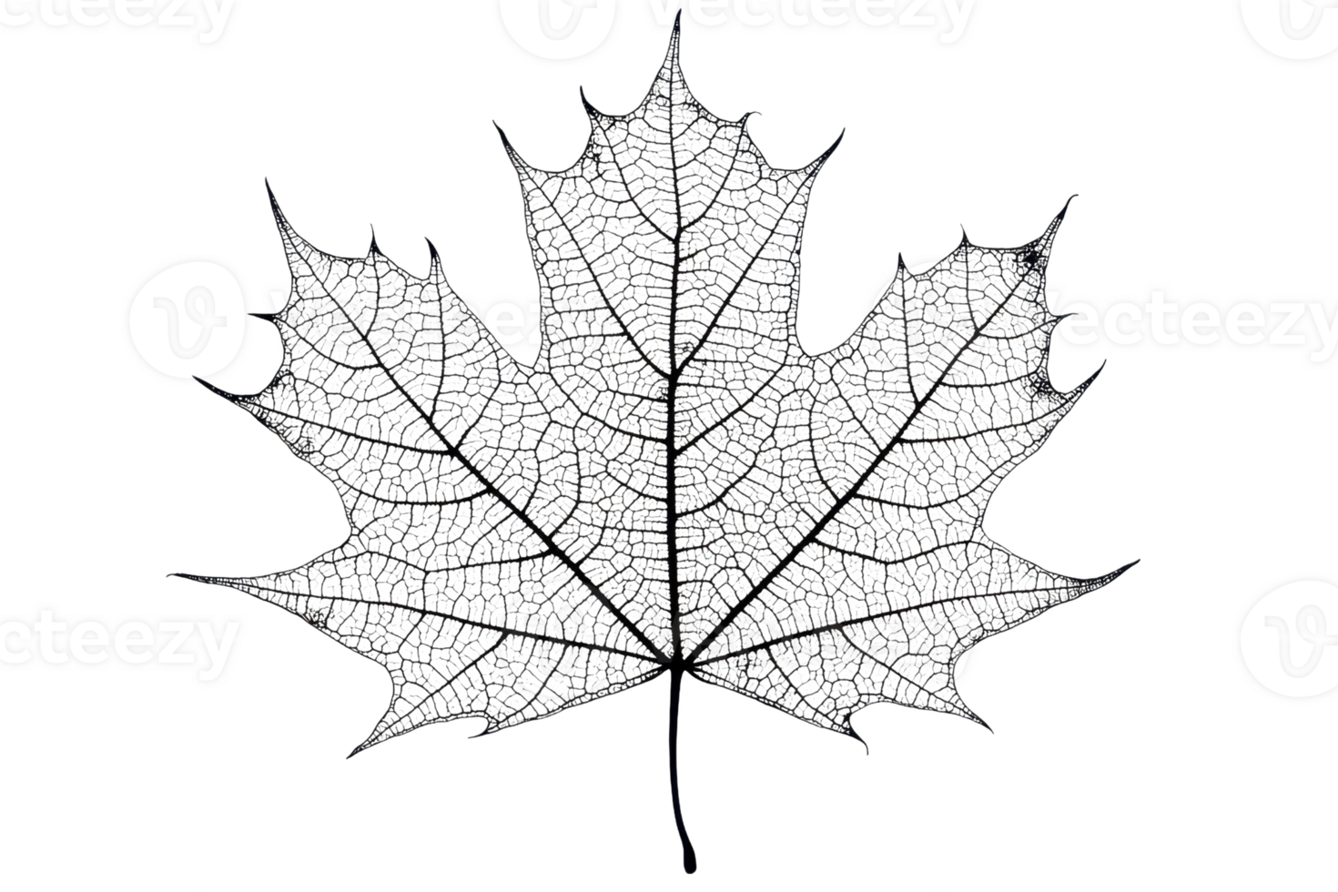A detailed black leaf with intricate vein patterns showcasing its unique shape and texture. png