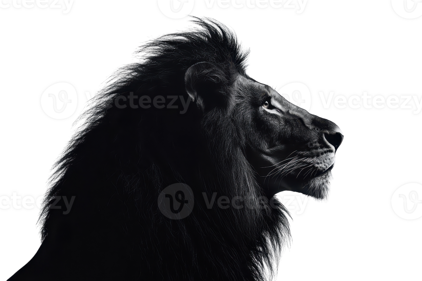 A majestic lion's profile, showcasing its powerful features and flowing mane in striking detail. png