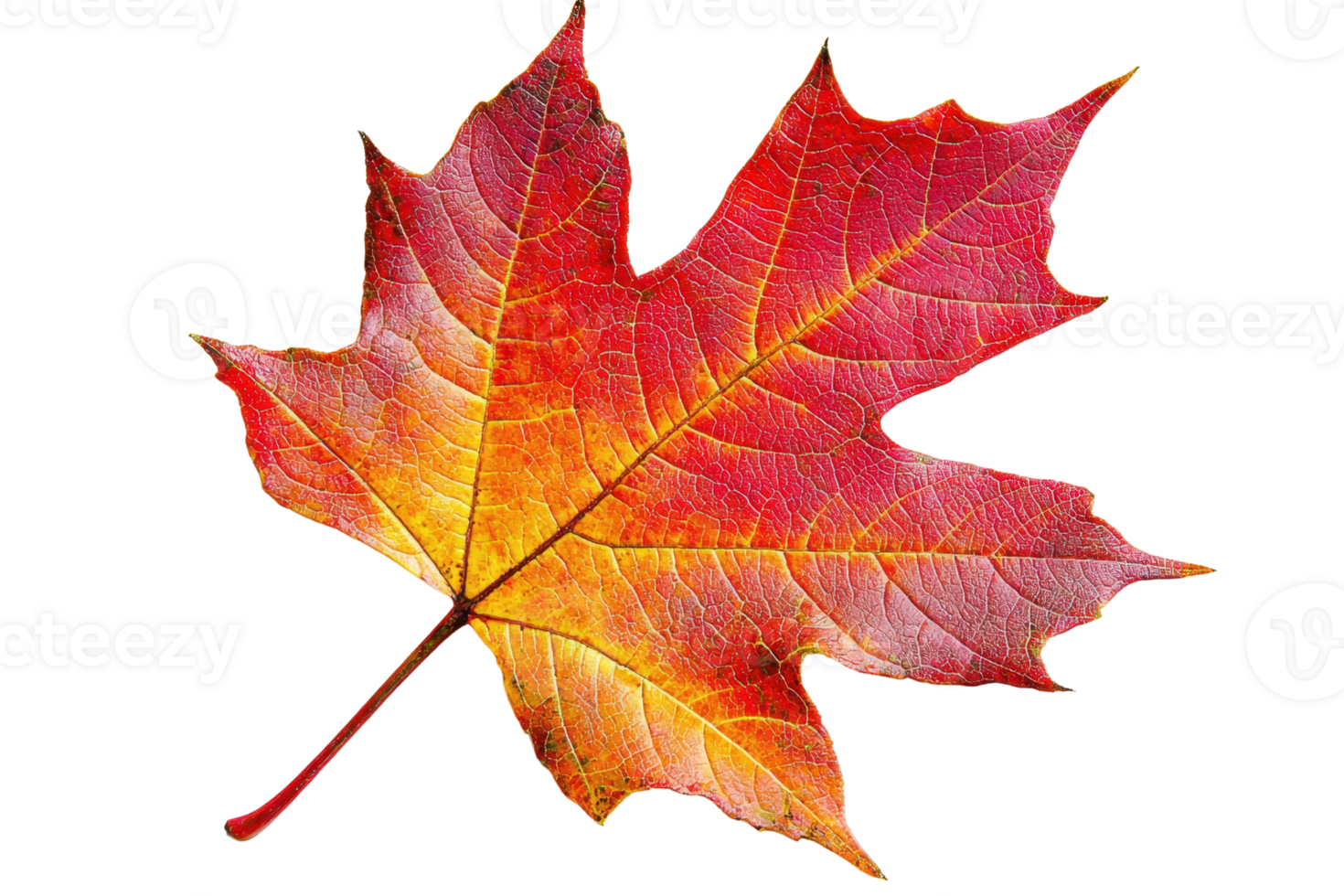A vibrant red maple leaf showcasing intricate veins and a gradient of color from yellow to deep red. png