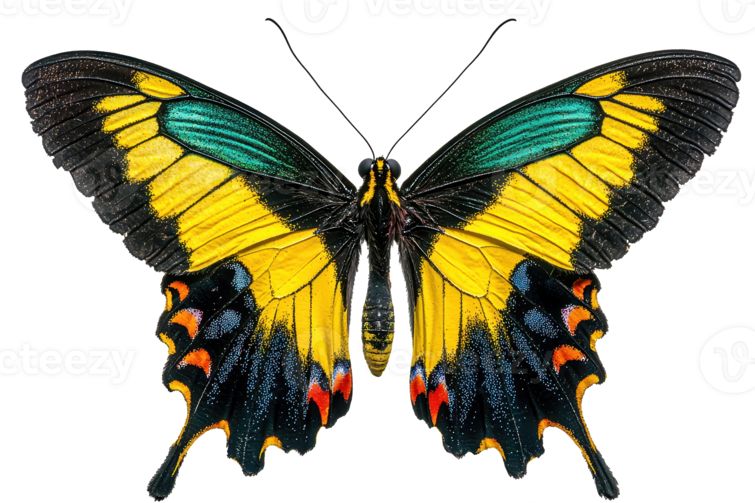 A vibrant butterfly with striking yellow, blue, and black wing patterns, showcasing intricate details and a unique shape. png