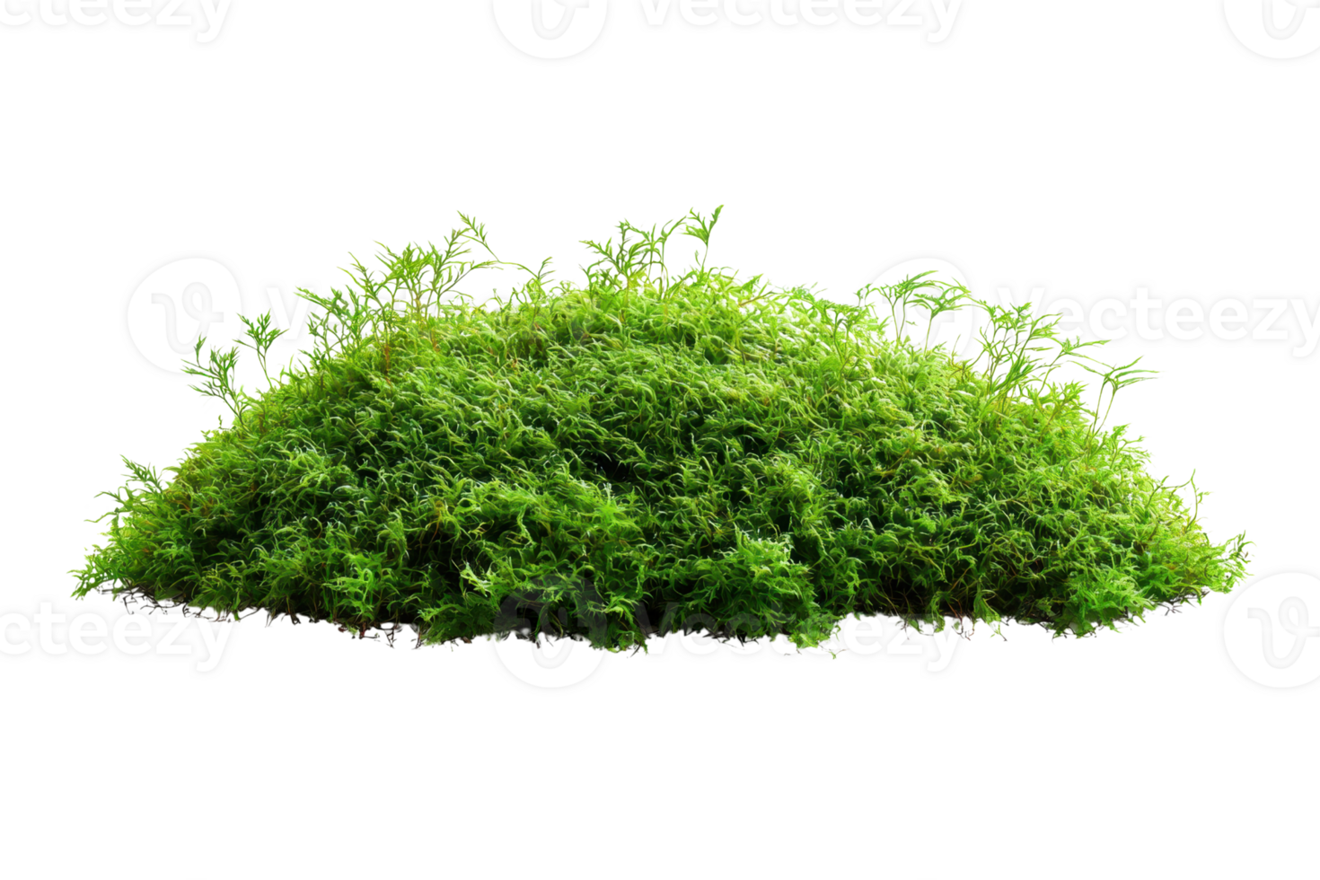 A lush, green mound of moss, showcasing vibrant foliage with delicate leaves and a rich texture. png