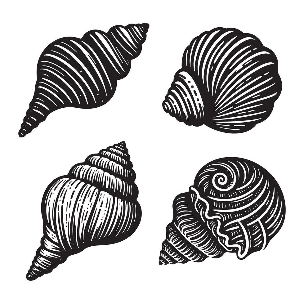 Sea Shells White Background vector