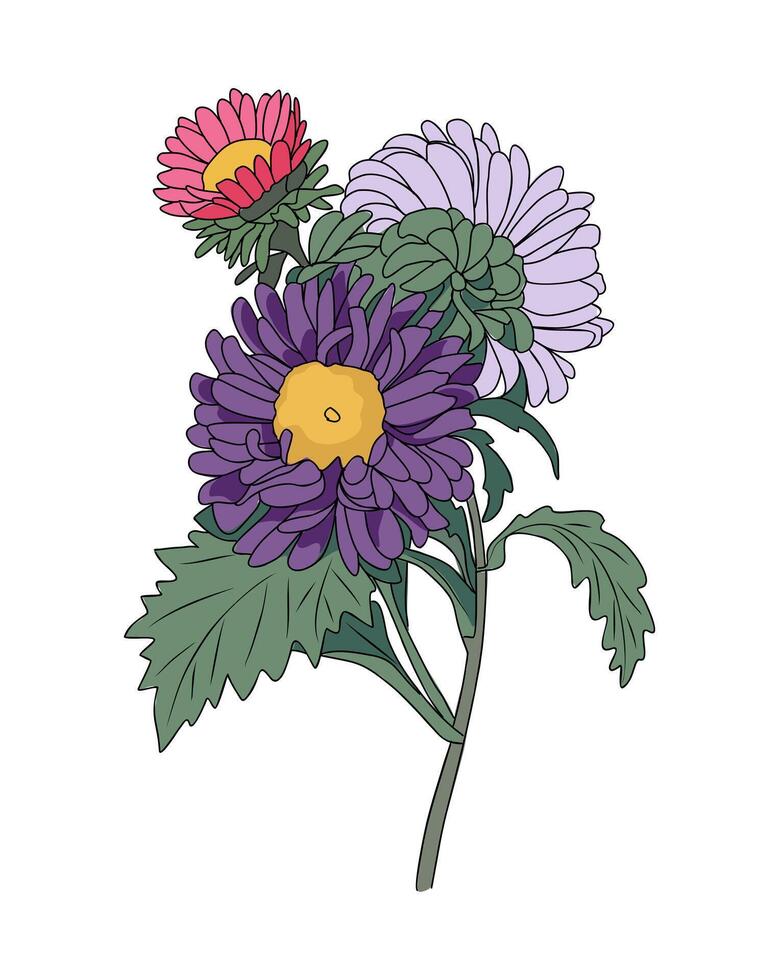 Aster September birth month flower art. vector