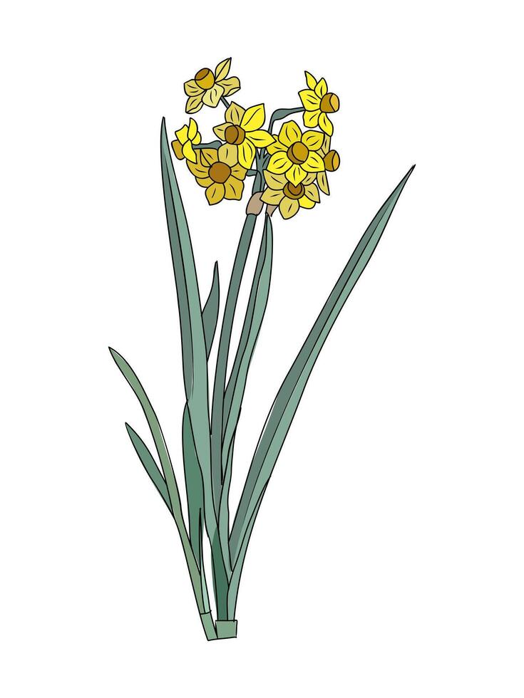 Set of Daffodil March birth month flower vector