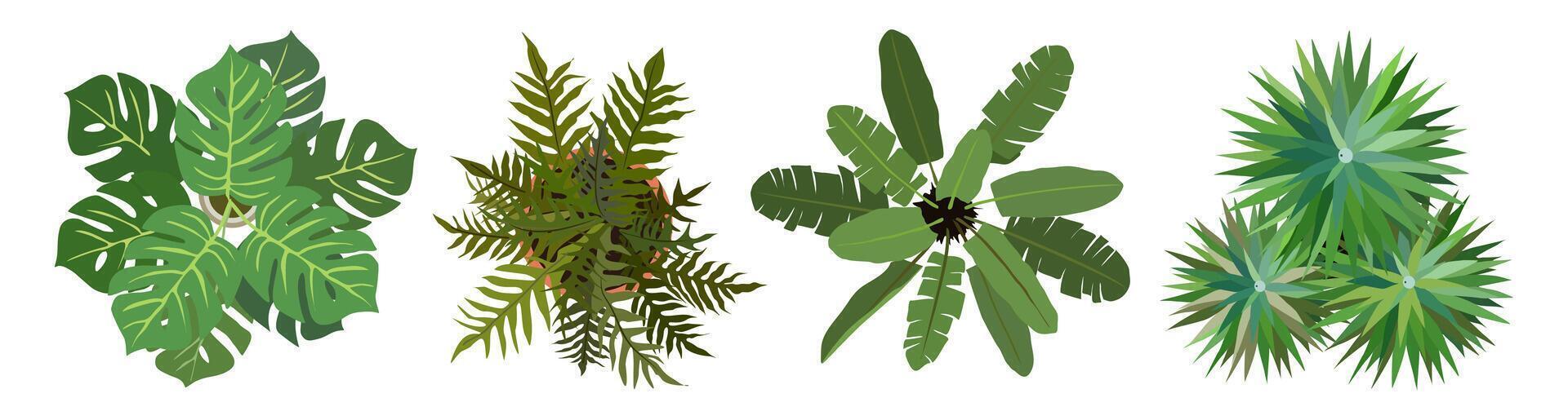 Set of different house plants top view . vector