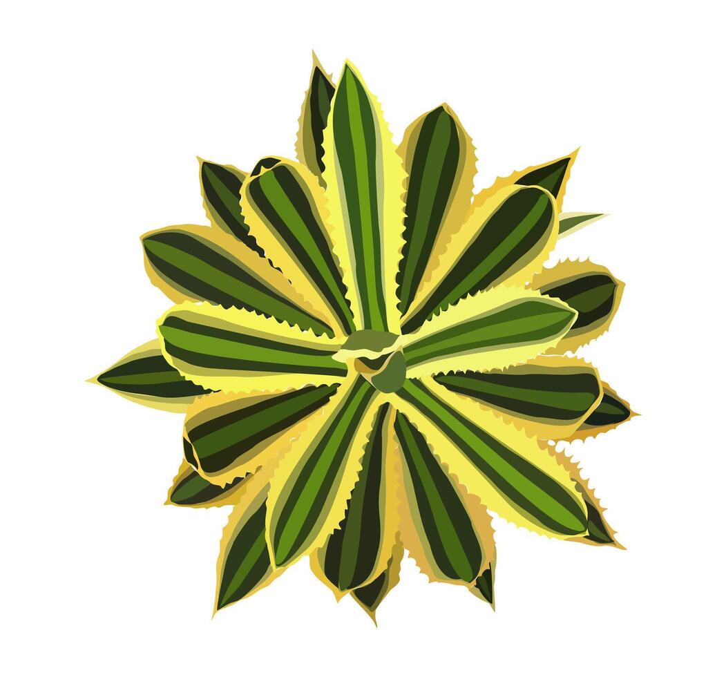 Agave house plant top view illustration. vector
