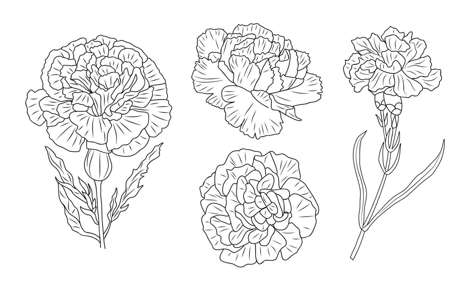 Set of Carnation flower line art drawings. vector