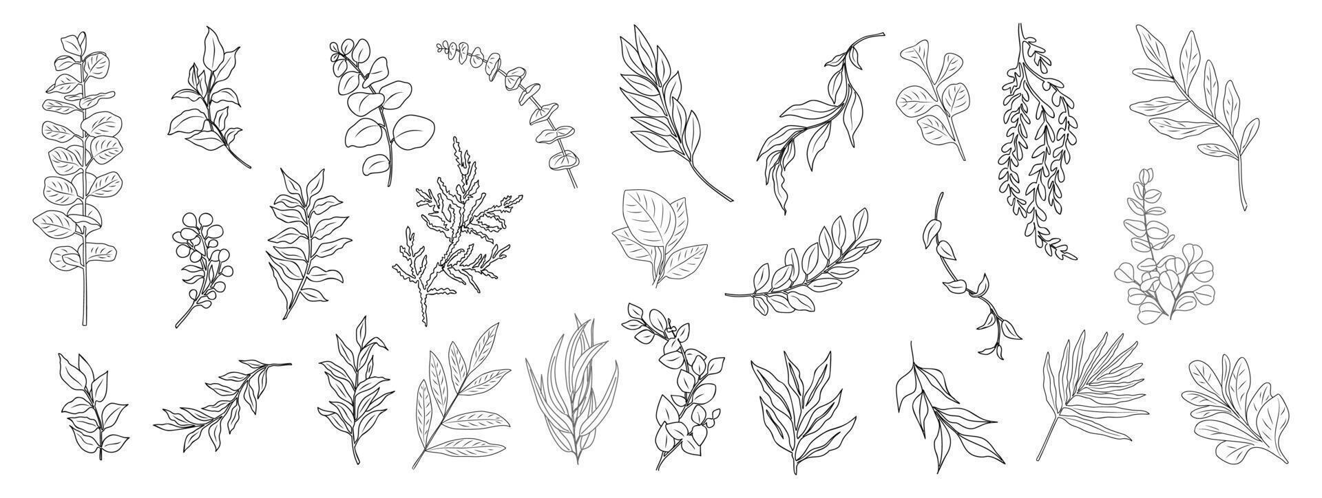 Line art eucalyptus branches and leaves set. vector