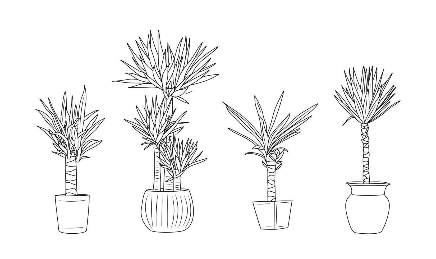 Yucca house plant hand drawn set. vector