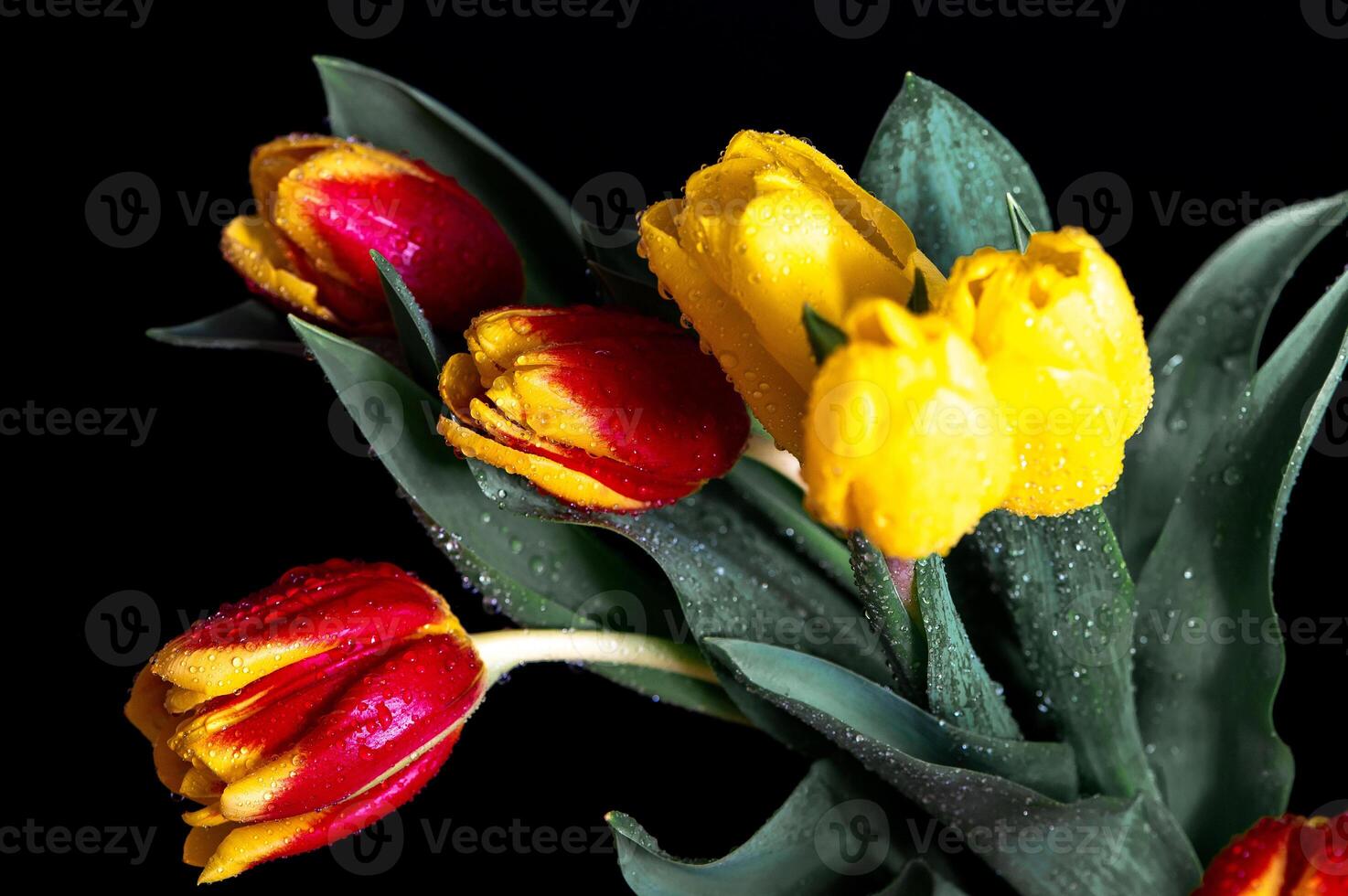 Close- up of yellow-red tulips with water drops on a dark blue black studio background photo