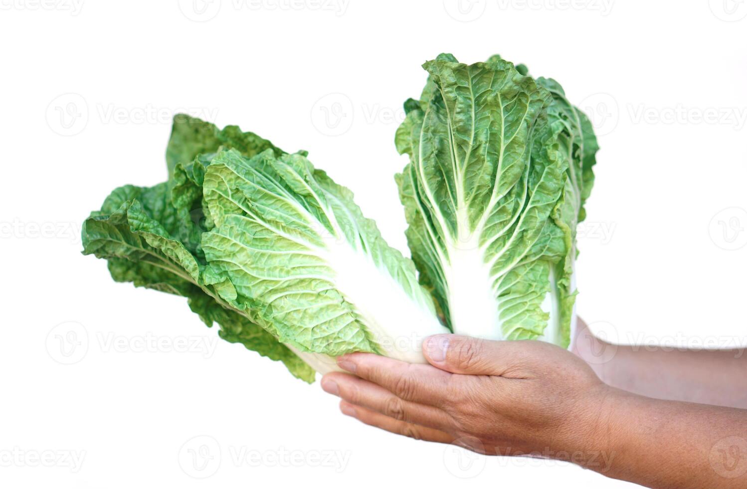 Hand hold green fresh Chinese cabbage vegetable, isolated on white background. Concept, organic healthy food ingredient for cooking that can cook for variety menu. Agriculture crops. photo