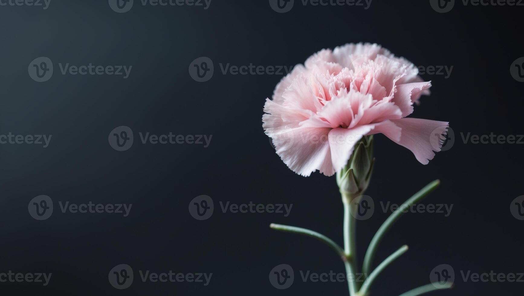 Delicate Pink Carnation Flower with Green Stem on Black Background for Nature and Floral ThemesDelicate Pink Carnation Flower with Green Stem on Black Background for Nature and Floral Themes. photo
