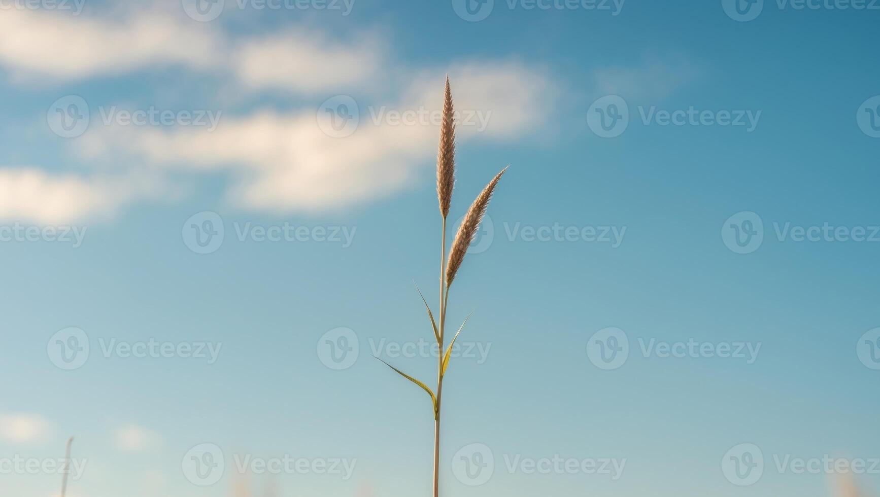 A single stalk of grass is in the foreground of a blue skyA single stalk of grass is in the foreground of a blue sky. photo