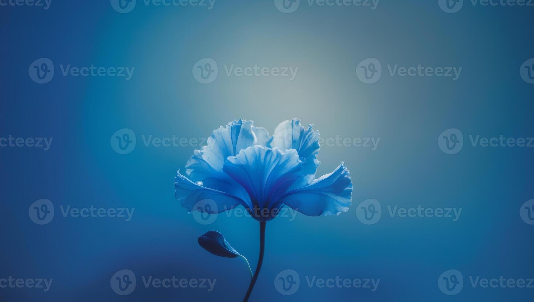 A single blue flower with a blue background.A single blue flower with a blue background. photo