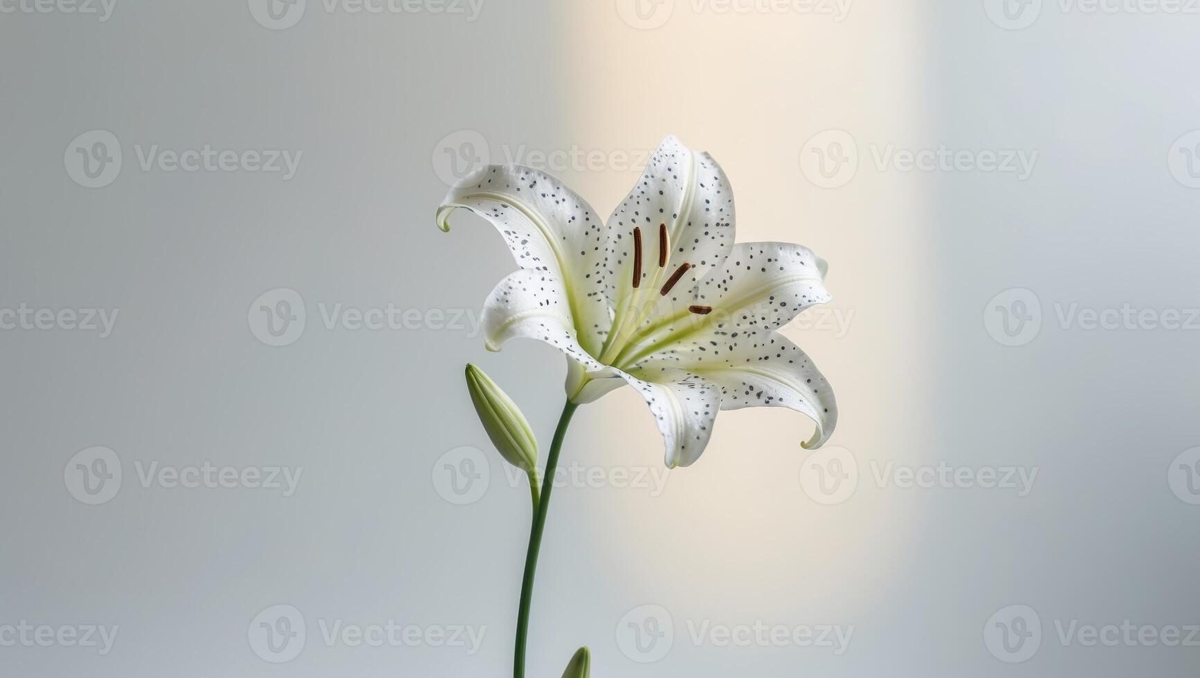 A single speckled white lily flower blooms beautifully photo