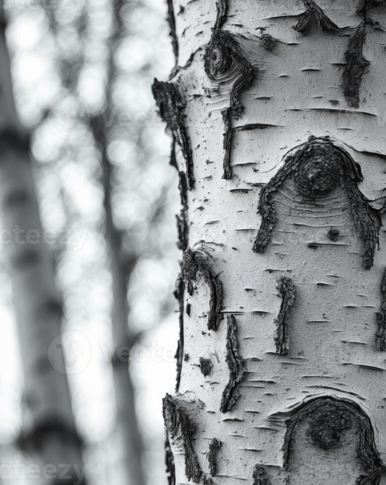 Close Up of Birch Tree Bark with Textured Surface photo