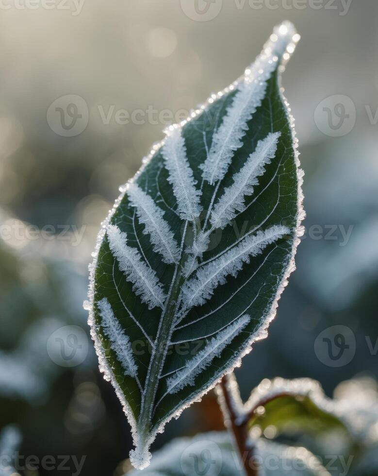 Frost crystals delicately adorn a dark green leaf surfaceFrost crystals delicately adorn a dark green leaf surface. photo