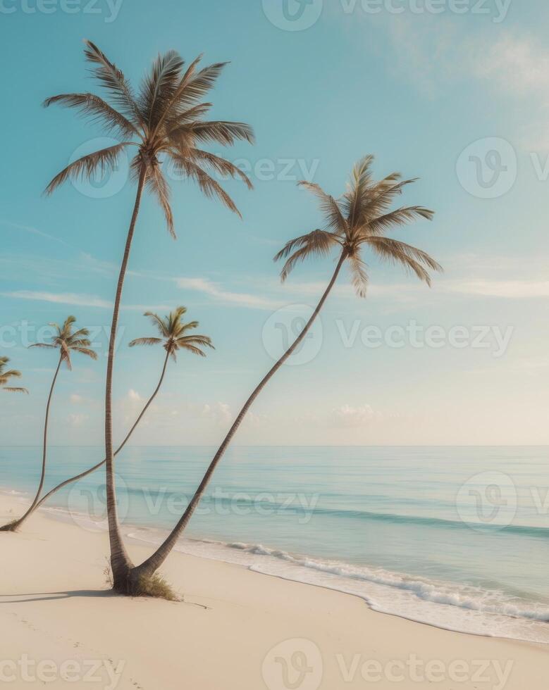 Deserted tropical beach with palm trees and calm ocean waveDeserted tropical beach with palm trees and calm ocean wave. photo