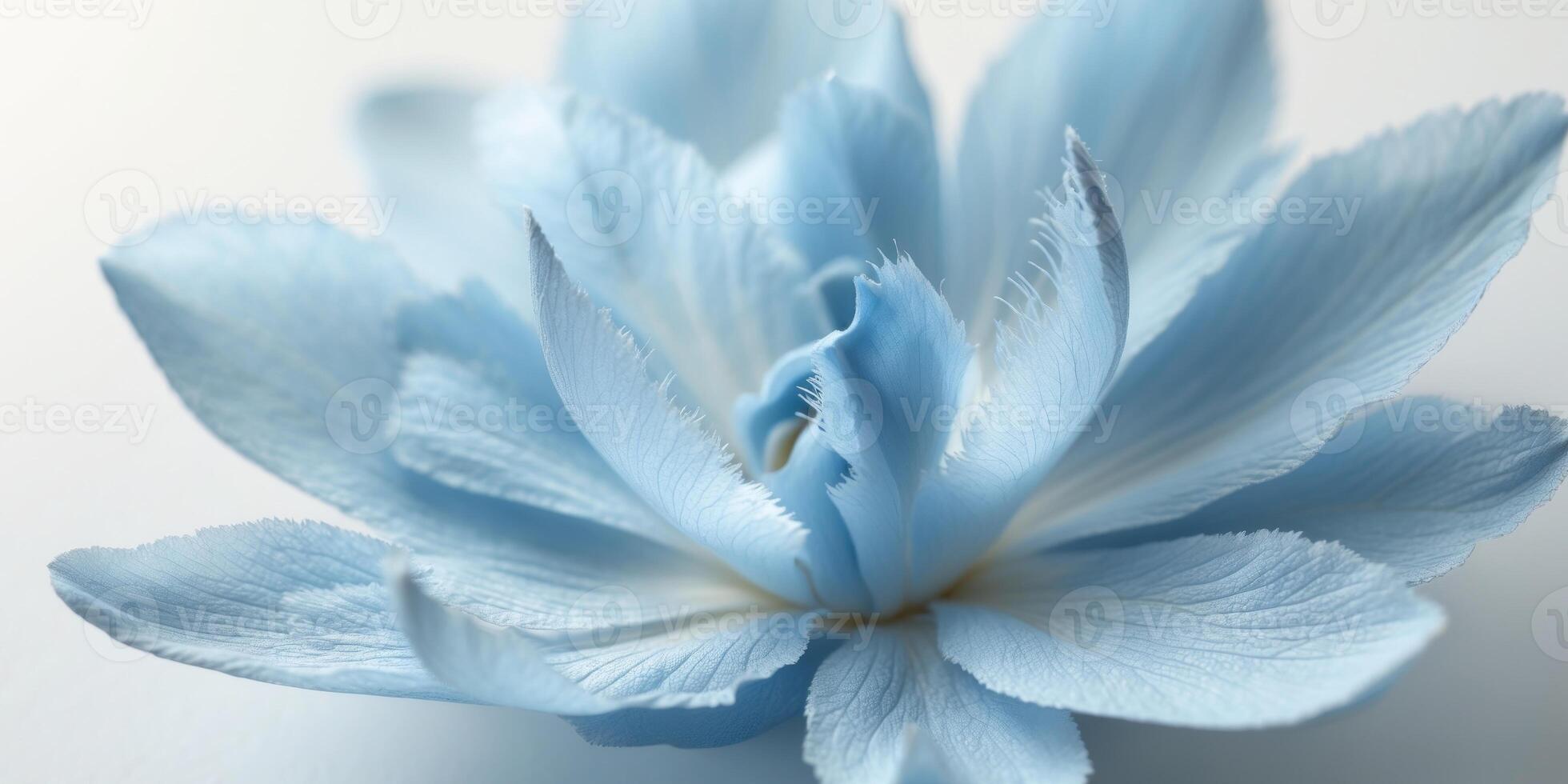 Closeup Pastel Blue Flower Petals Soft Bloom Macro photo