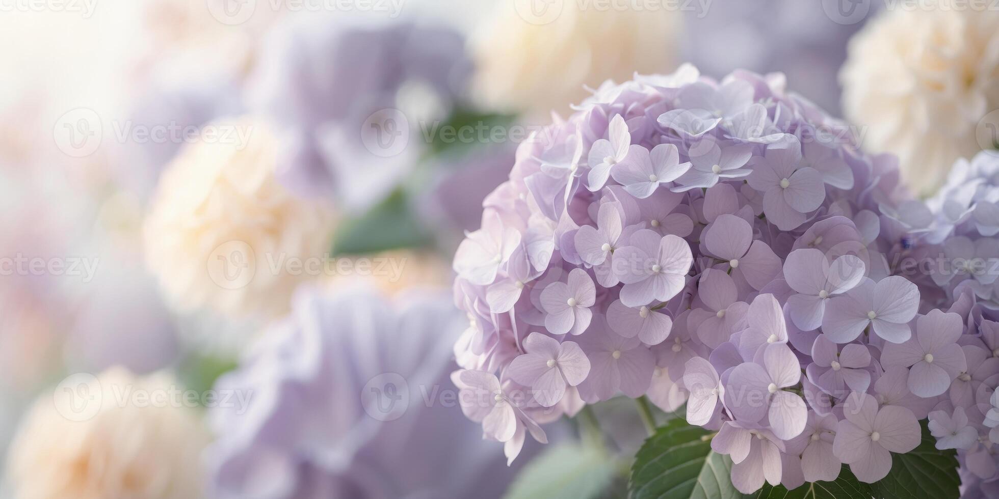Delicate Lavender Hydrangeas Floral BackgroundDelicate Lavender Hydrangeas Floral Background. photo
