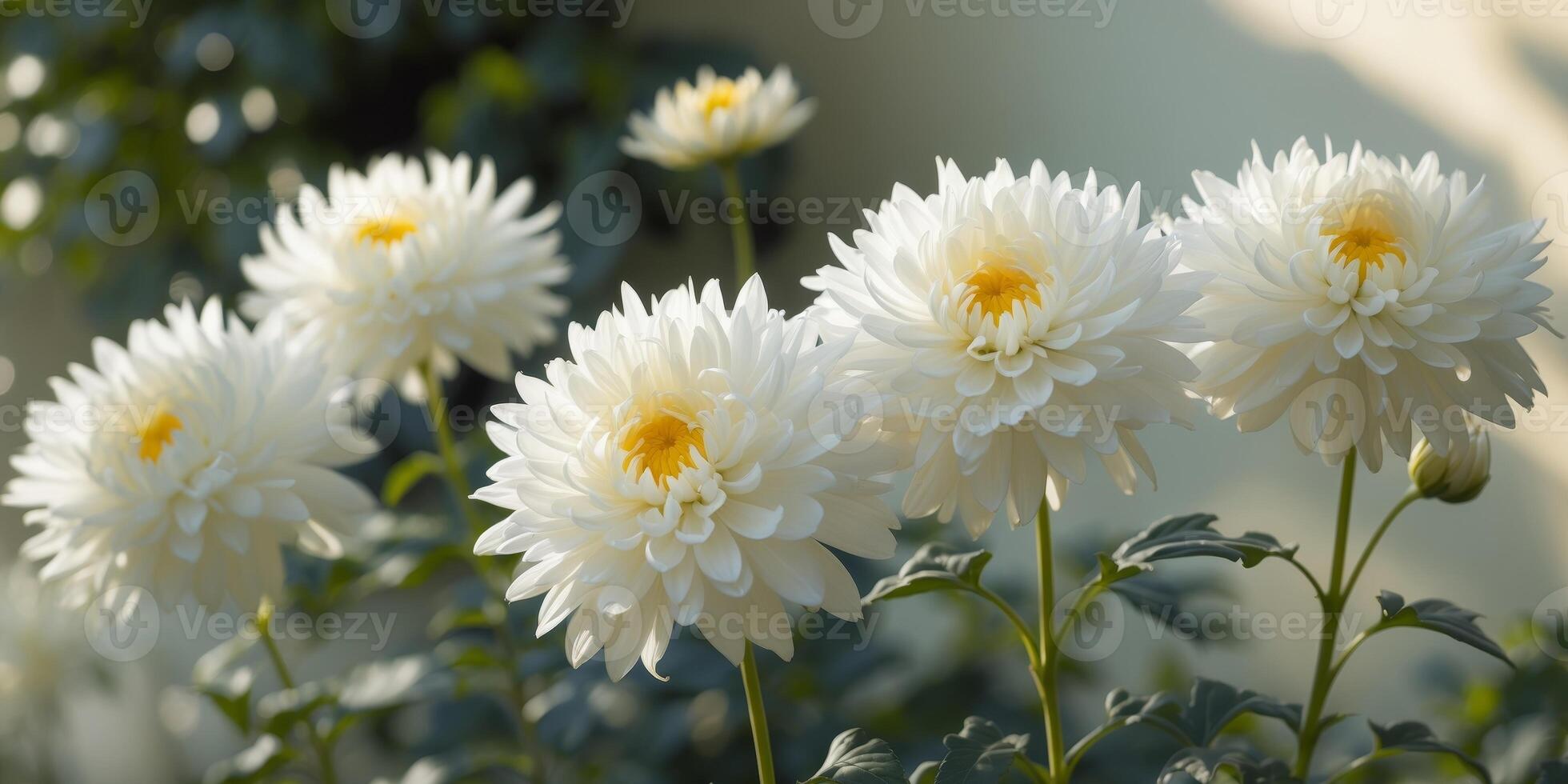Stunning White Chrysanthemum Blooms in a Garden photo