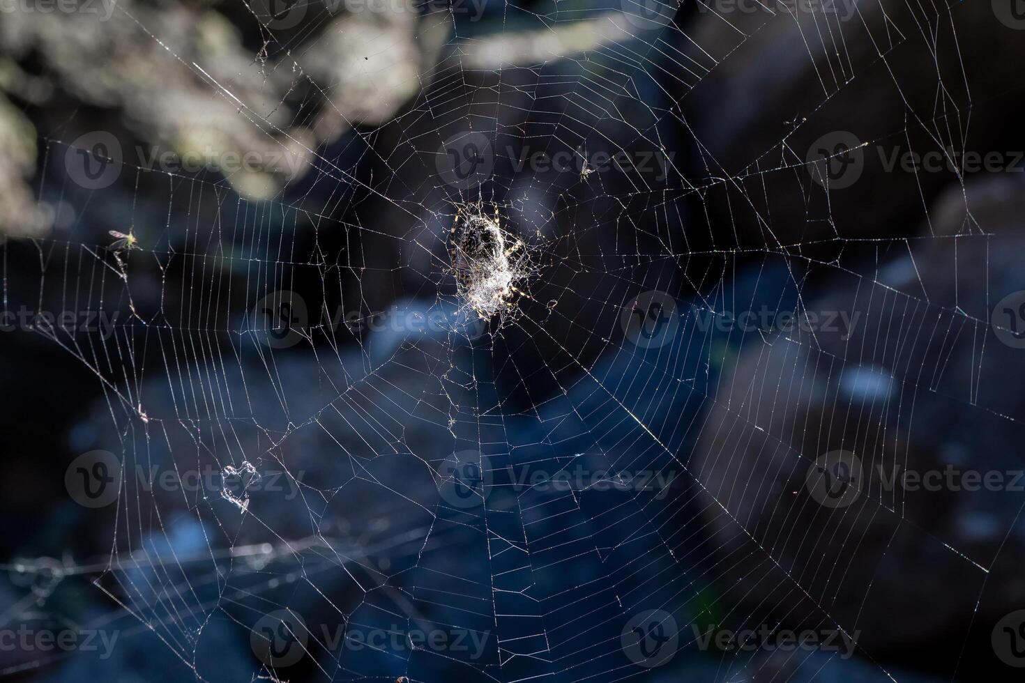 Spider web in the dark. Bright spider web with a spider cross in the center on a dark natural background. photo