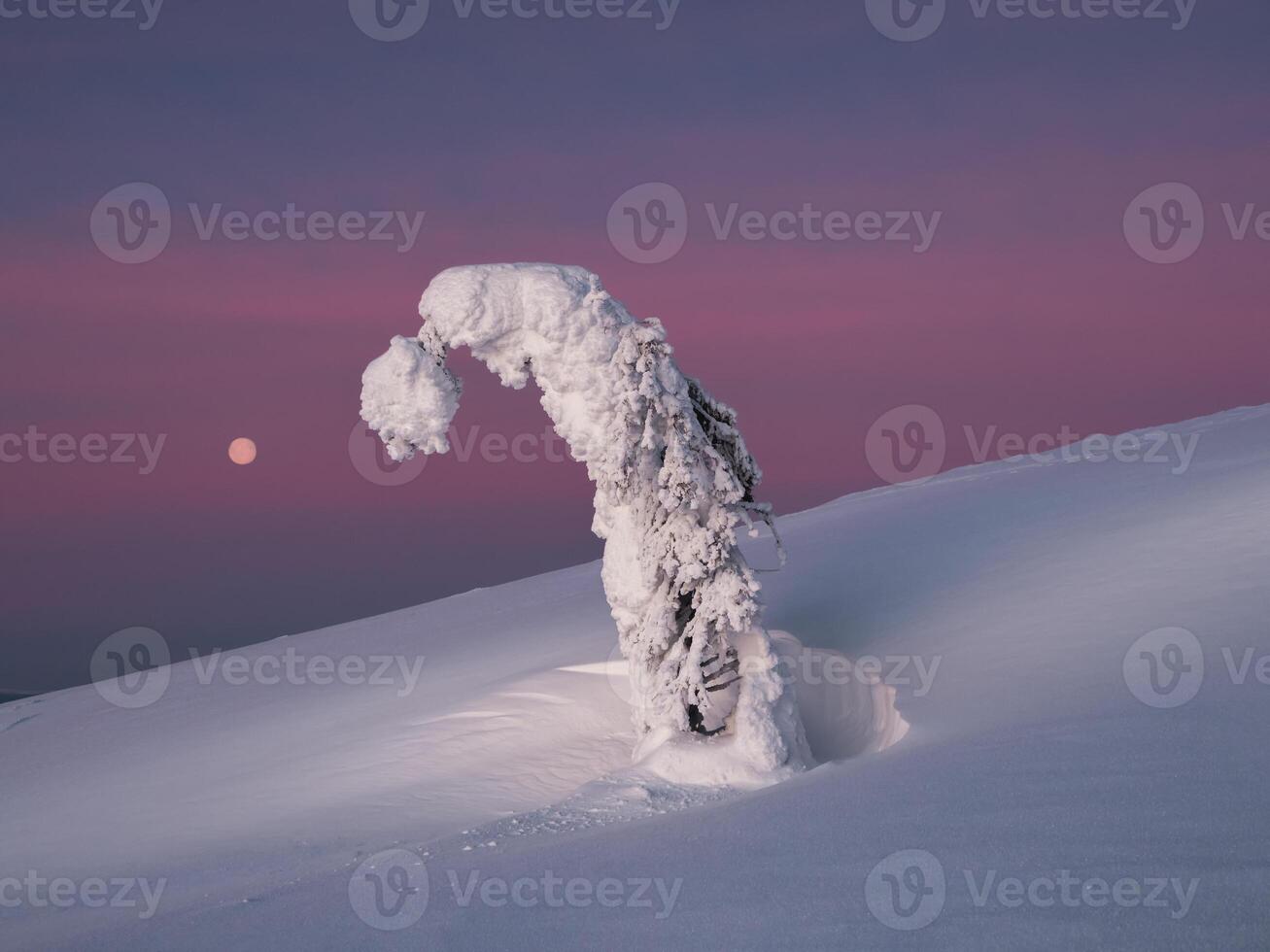 Magical bizarre silhouette of bent fir tree are plastered with snow at purple dawn background. Arctic harsh nature with full moon. Mystical fairy tale at the winter mountain. photo