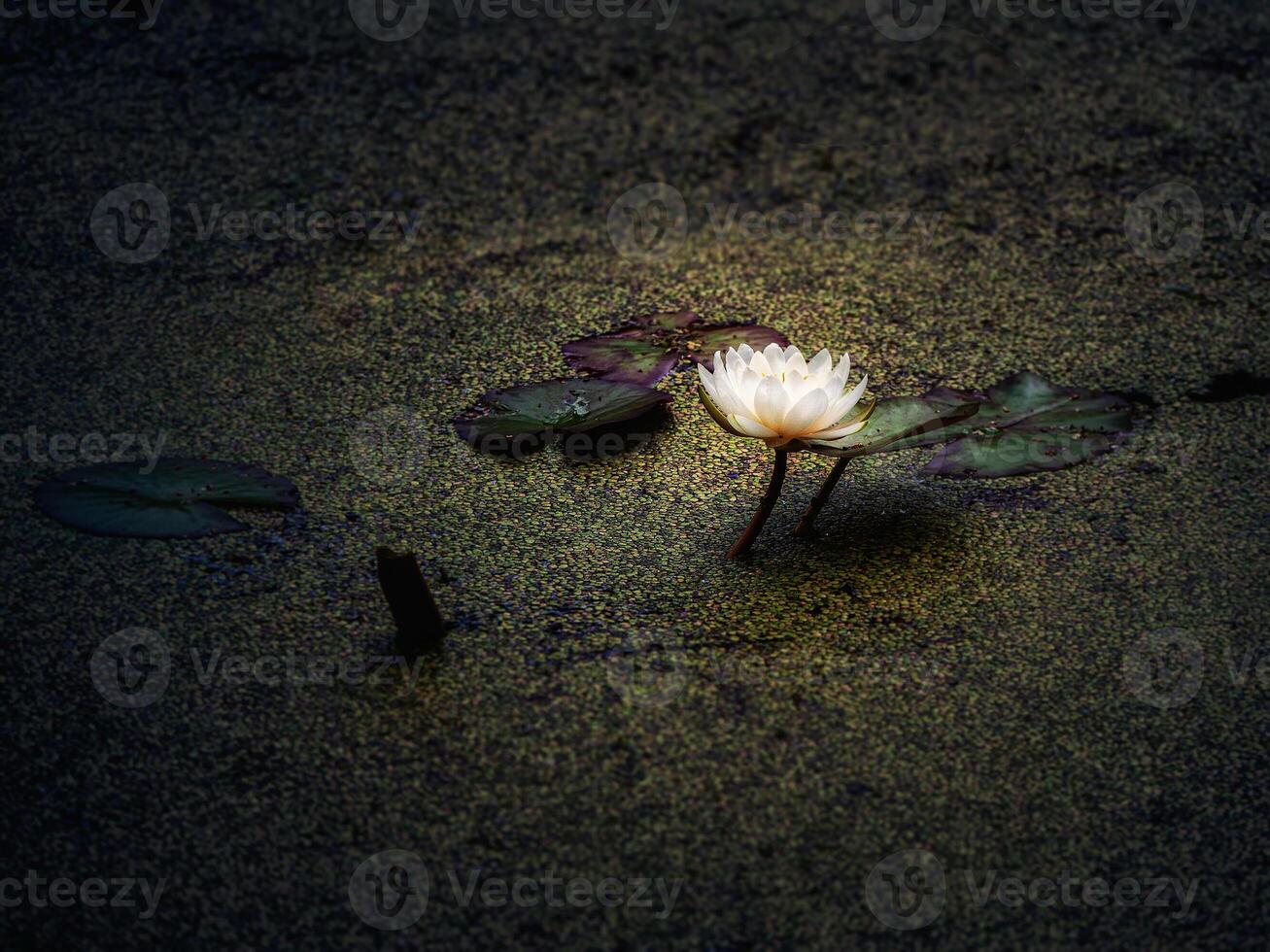 The Lotus flower bloomed at night in the swamp photo