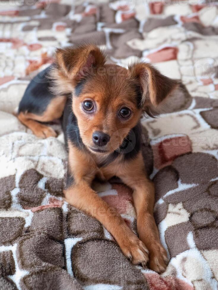Toy terrier. Russian toy terrier dog on a spotted background photo