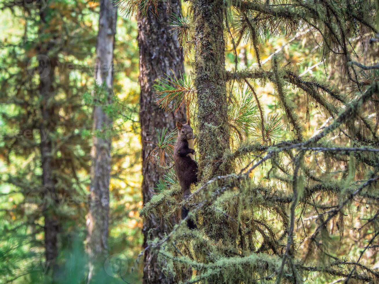 Siberian squirrel in a autumn forest. photo