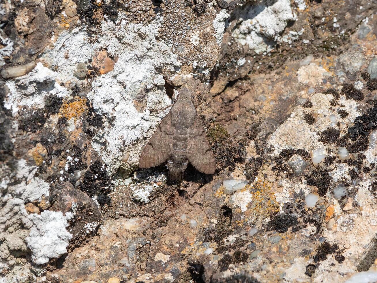 The common hawk moth rests on a mossy stone, mimicry of insects. photo