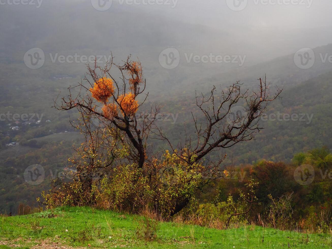 Fog in the mountains in autumn colorful fall leaves photo