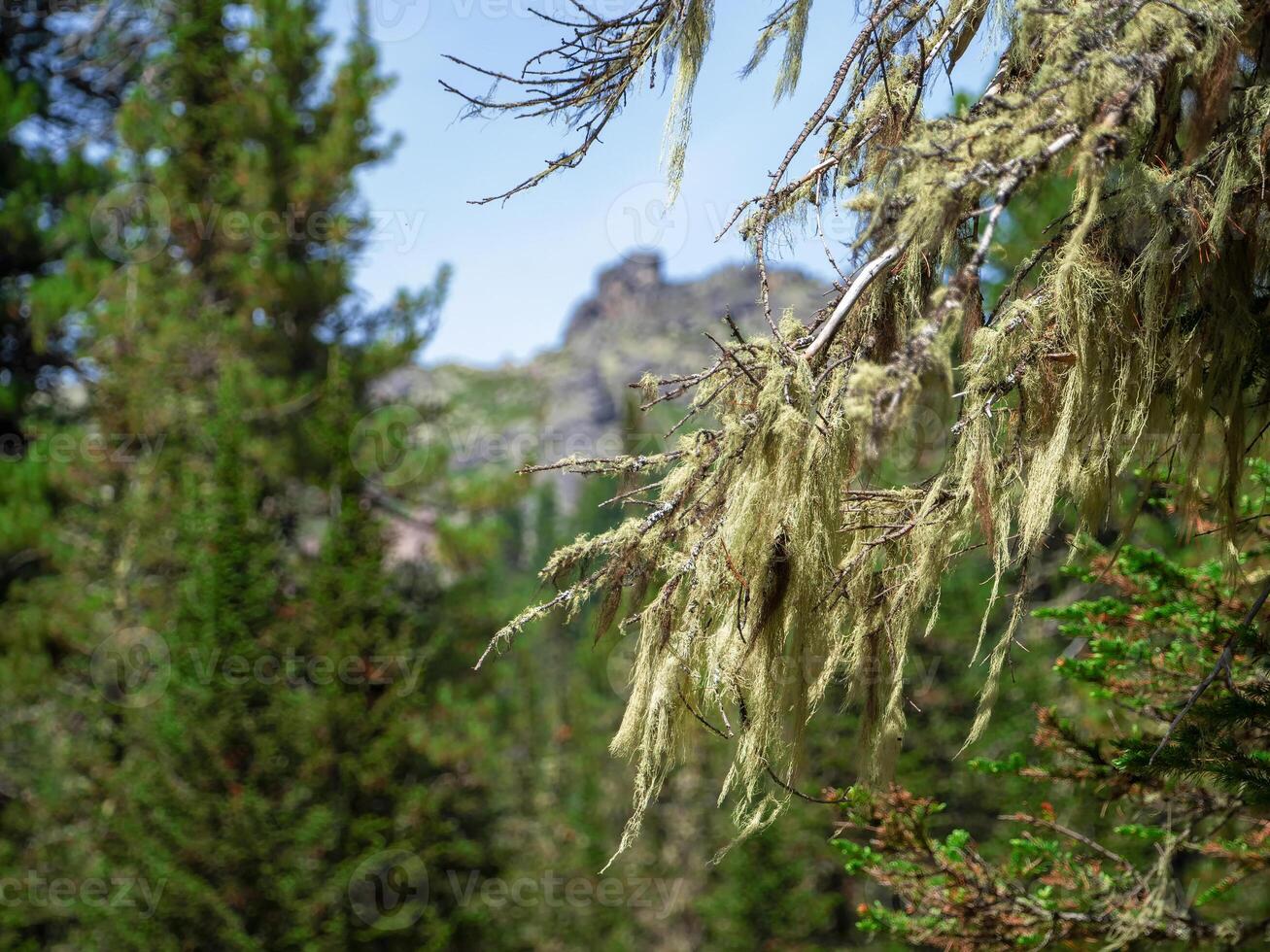 Summer deep wild forest. lichen hanging on the branches of a pine tree. photo