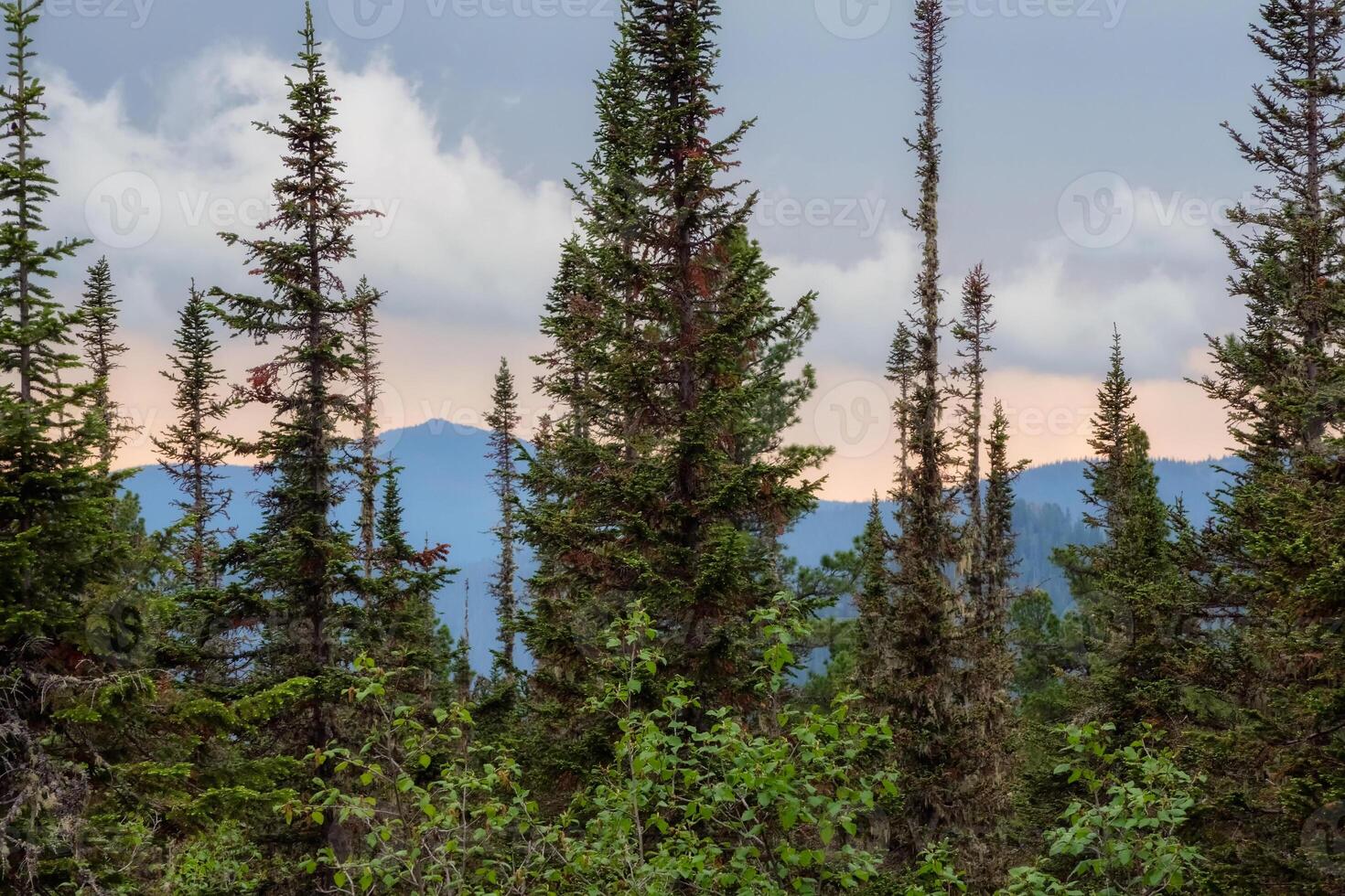 Pine trees against the background of the blue gray evening sky. photo