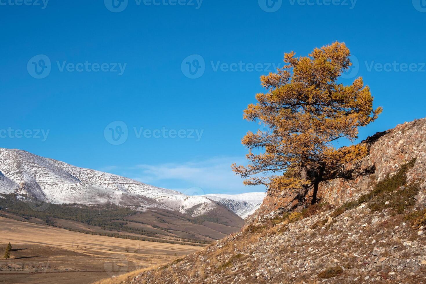 Autumn tree on a steep rocky cliff above the cliff. photo