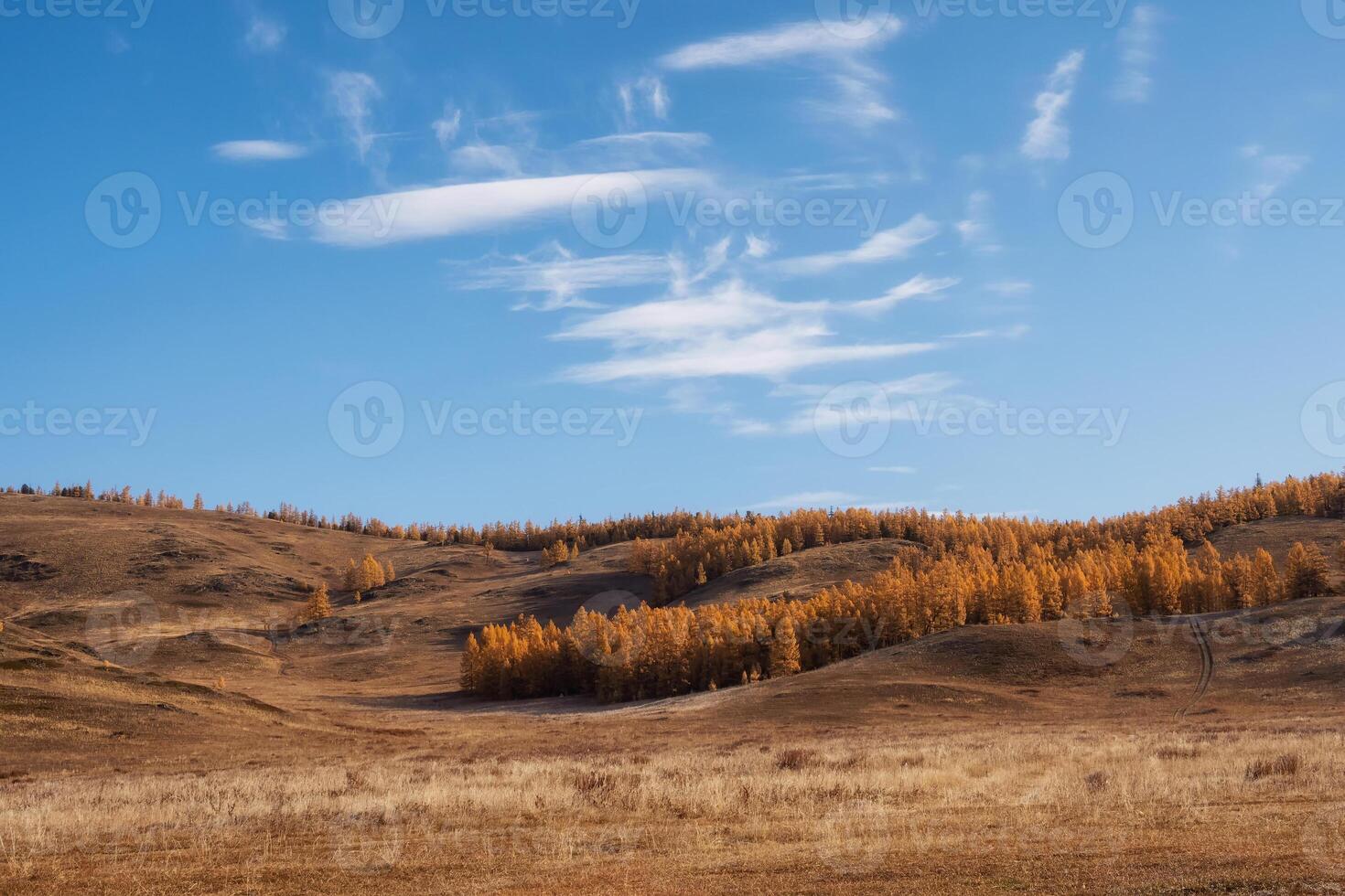 Autumn foothills with golden larches on the slope. photo