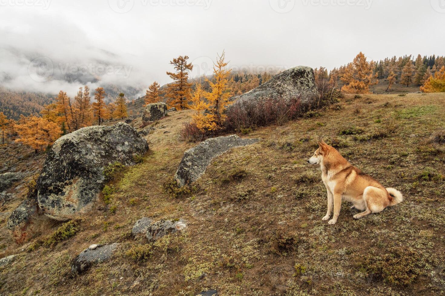 Red dog in the autumn forest on top of a mountain. photo