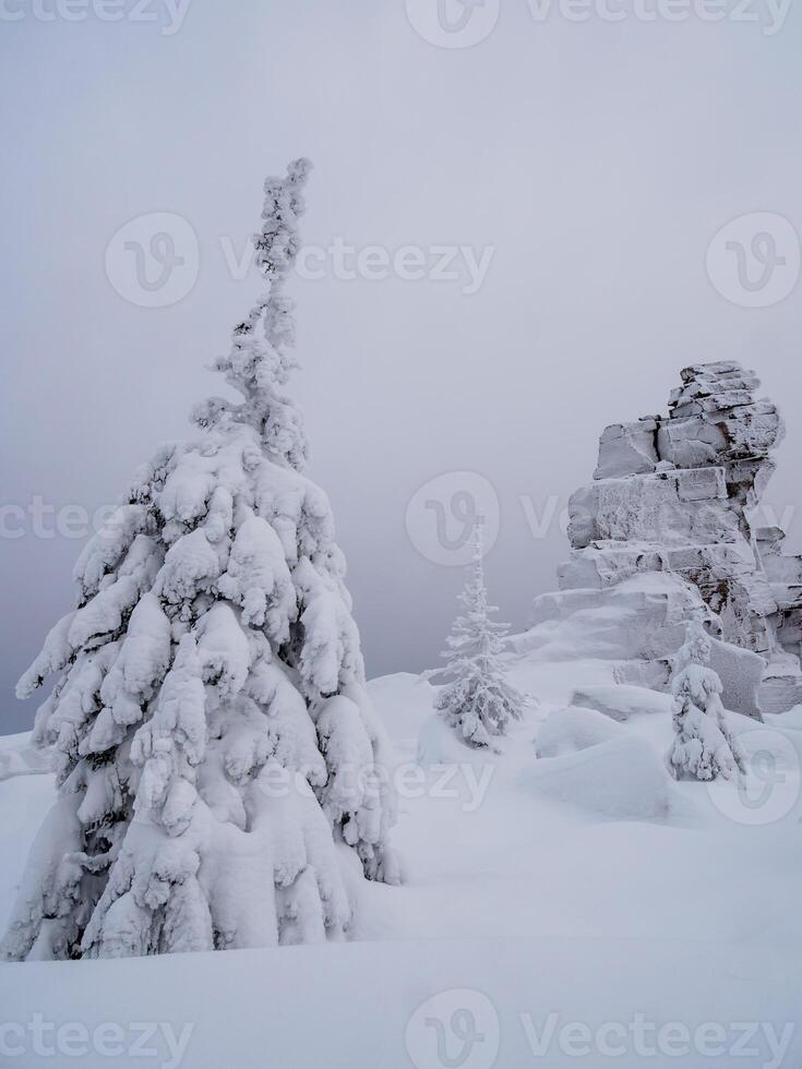 silhouettes of trees are plastered with snow photo