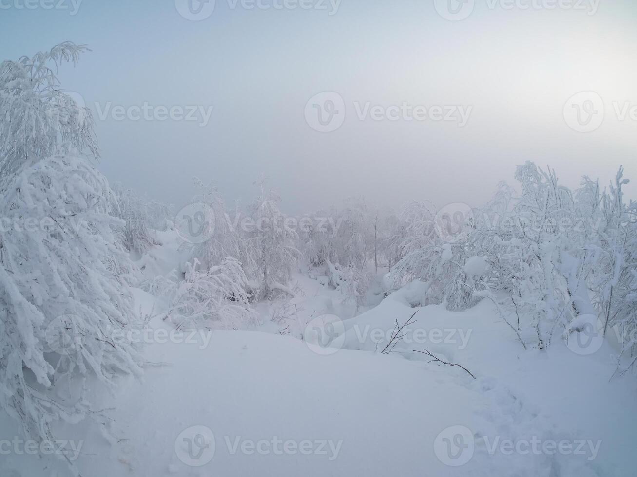 Trees covered with snow in the fog, a harsh winter. photo