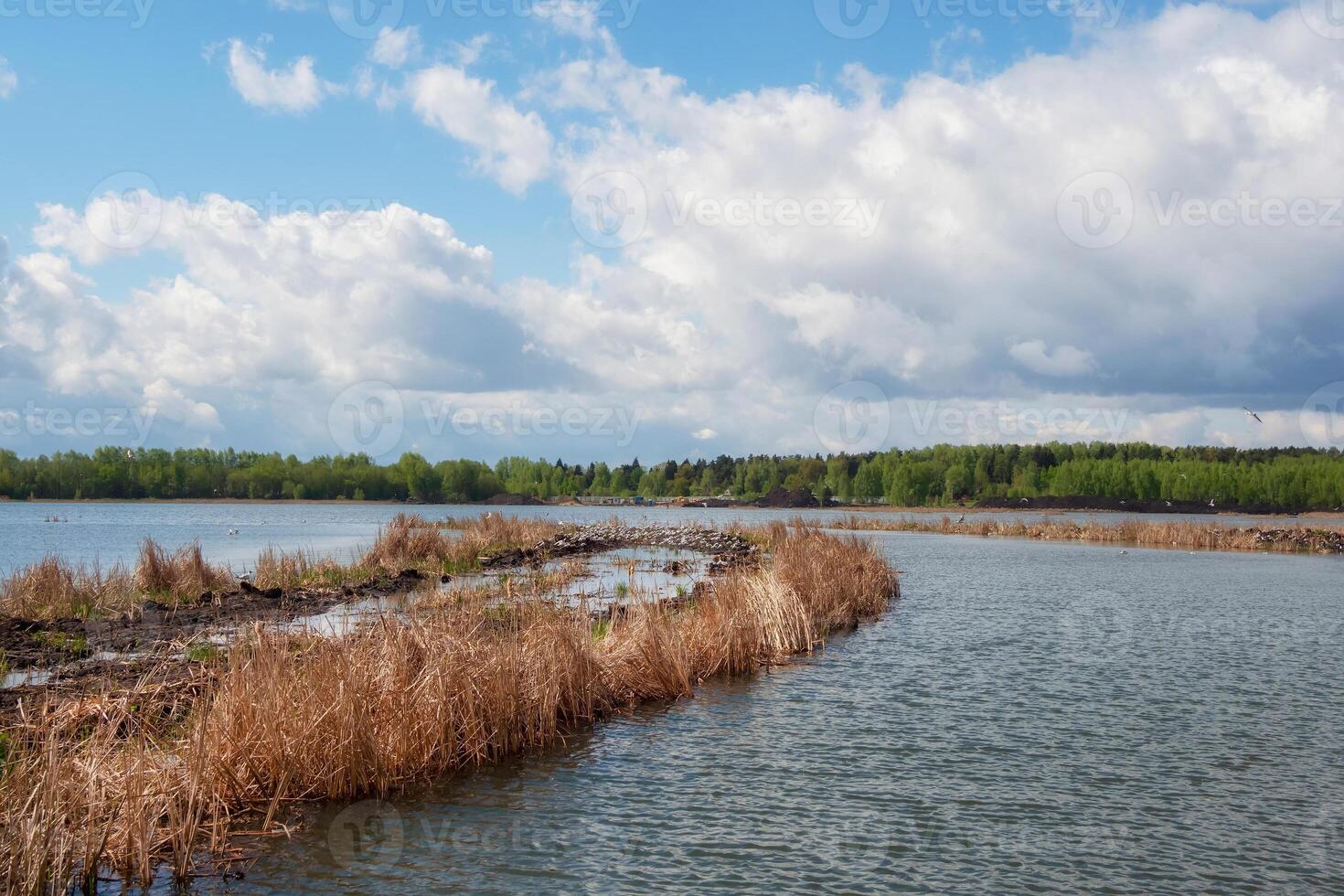 Seagulls nest in dry reeds. Seagulls nest in dry reeds. Spring flood on the lake. photo
