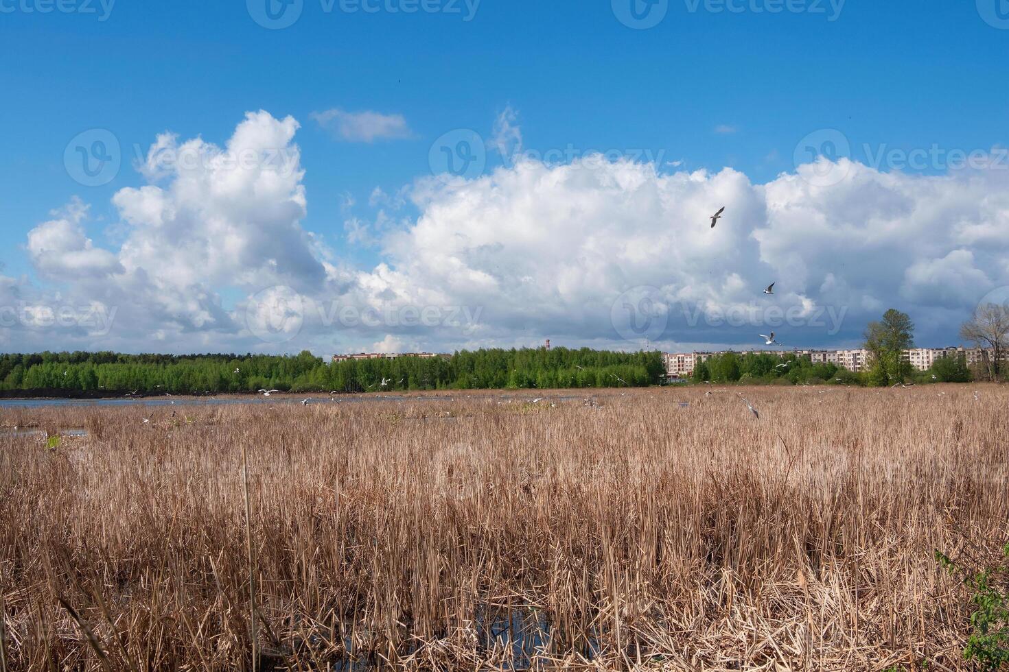 Seagulls nest in dry reeds. Spring flood on the lake. photo
