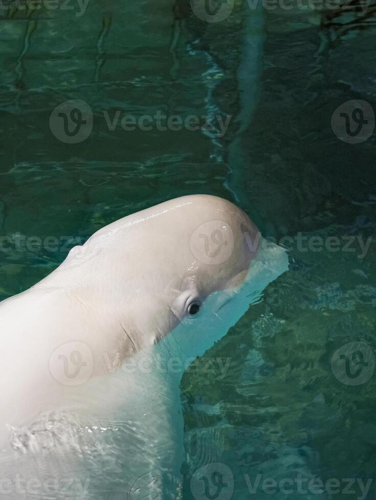 Big and beautiful whale in the water. Vertical view. photo