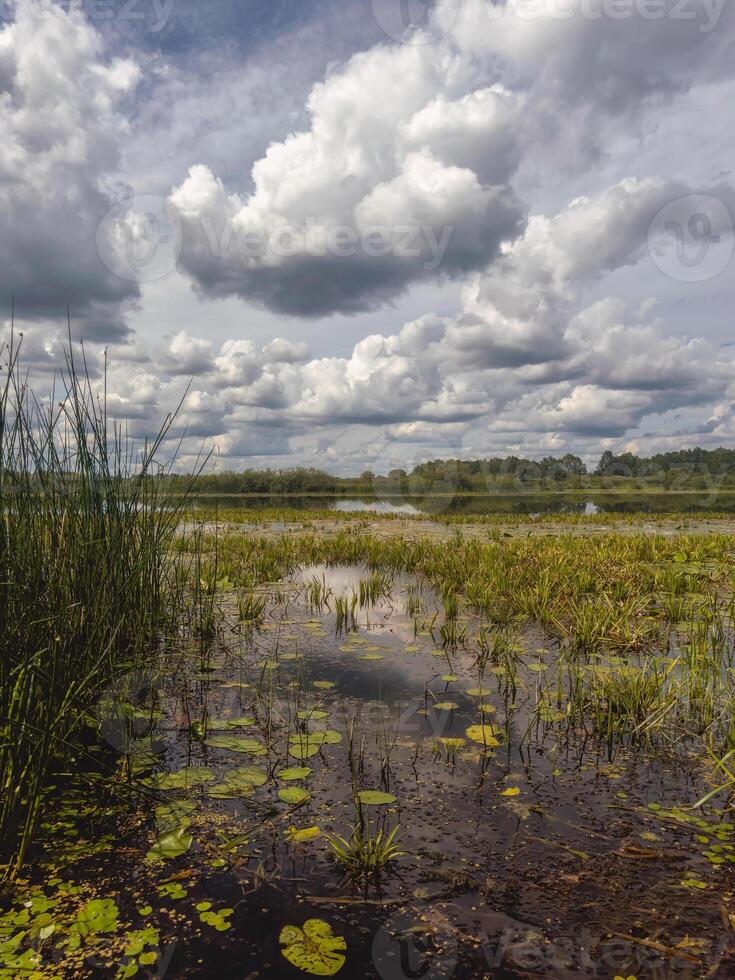 developed bog lake, swampy meadows and bogs wonderful cumulus clouds photo