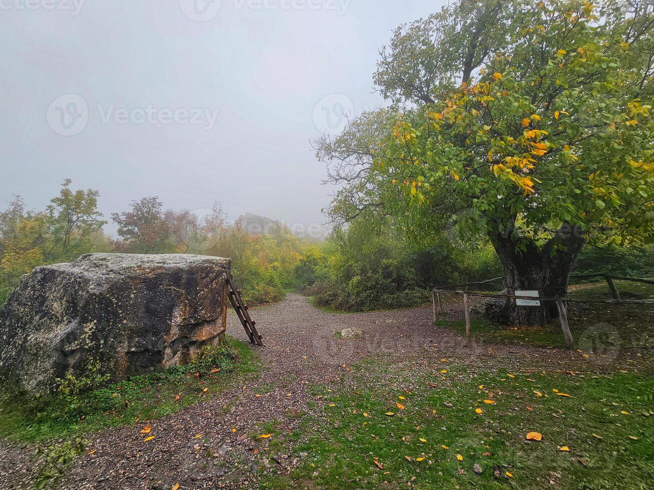 Demerdzhi Nature Park in the morning fog. Rainy autumn weather. photo