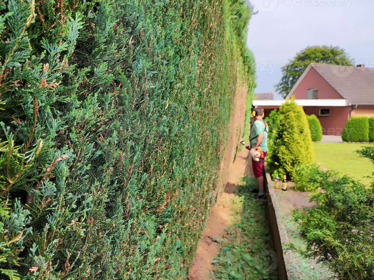 Blurred figure of a gardener, shearing a wall of thuja. Natural fence photo