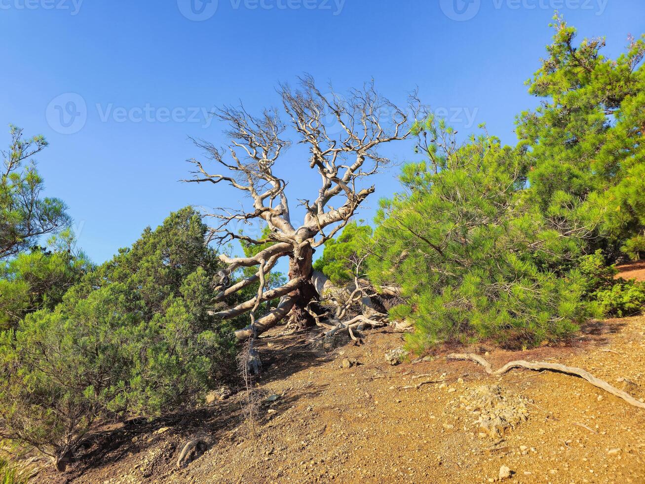 A curved, bent dry juniper trunk on a diagonal slope photo