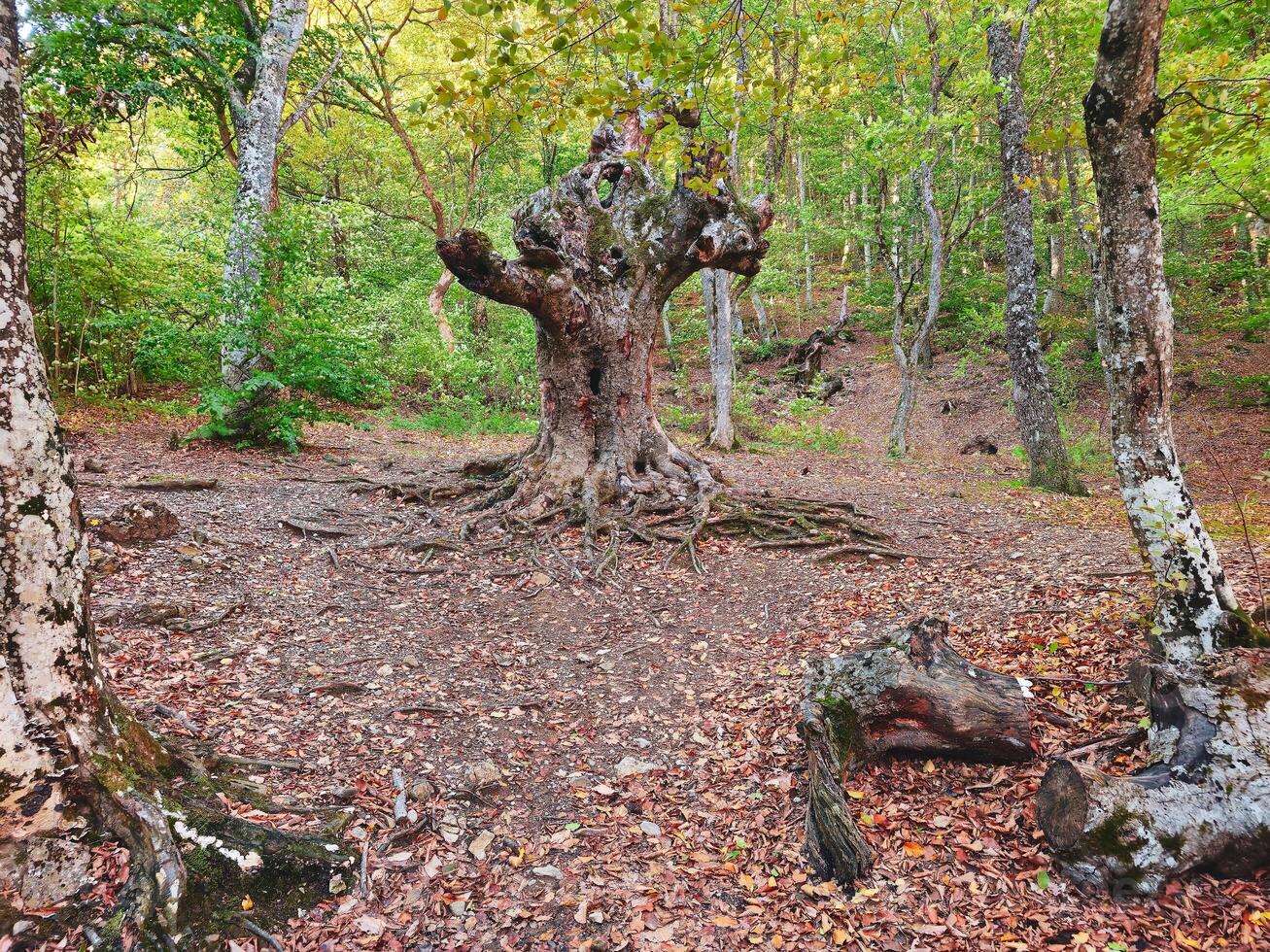 Bizarre tree in woods. Fairy tale forest in Demerdzhi. photo