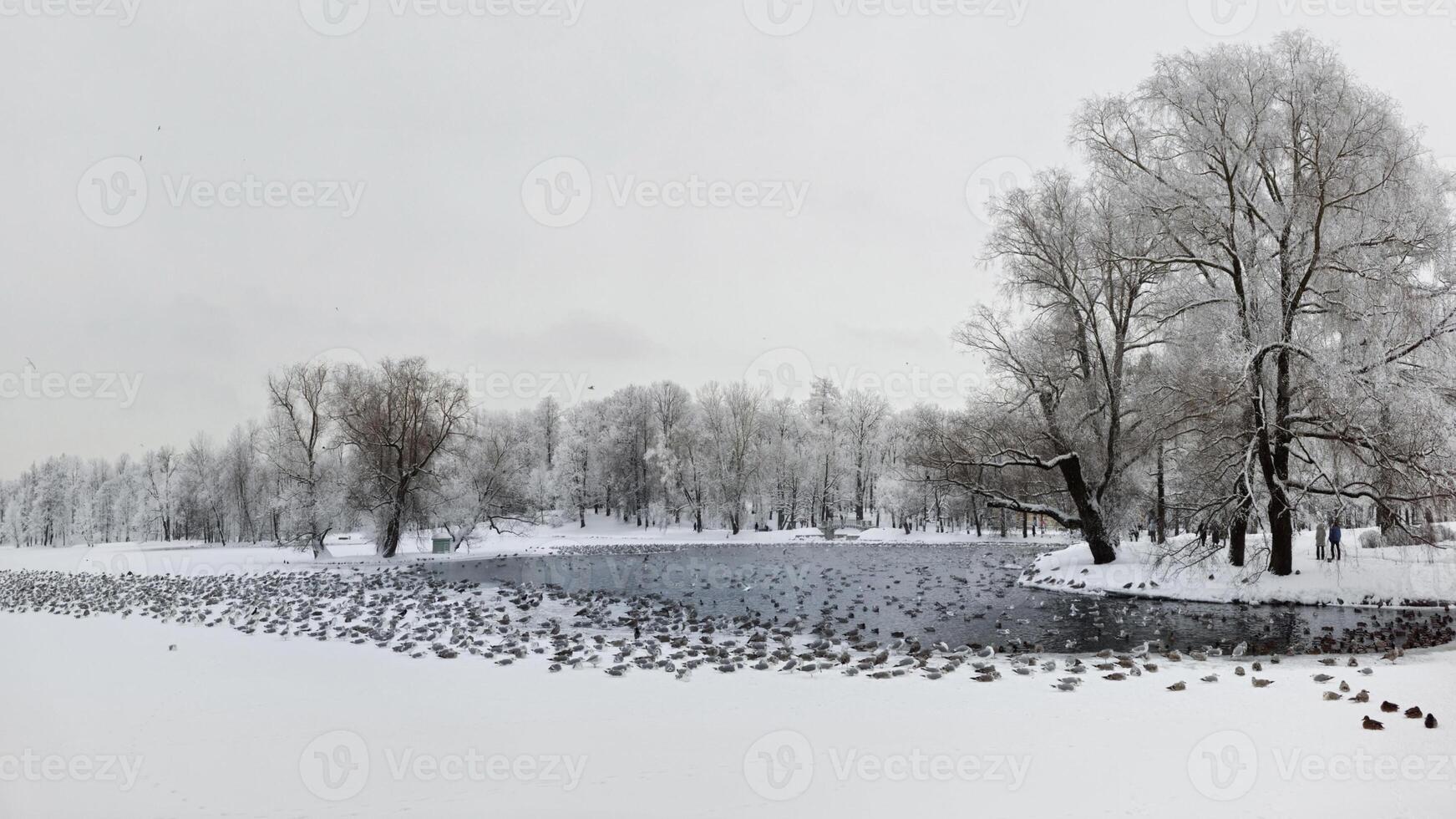 Mystical morning panoramic landscape with winter fog over the lake and many birds. Frosty winter landscape with lake. Birds on a winter pond. Northern landscape on the lake. photo