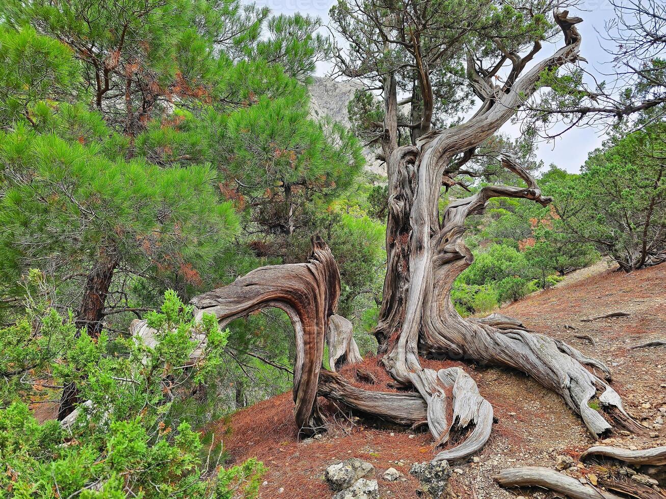 Twisted bent dry juniper tree trunk. photo